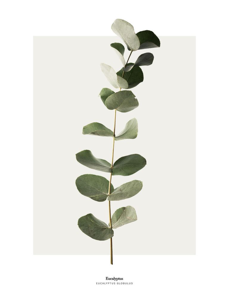 Plakat - Eucalyptus 30x40 - Dear Sam