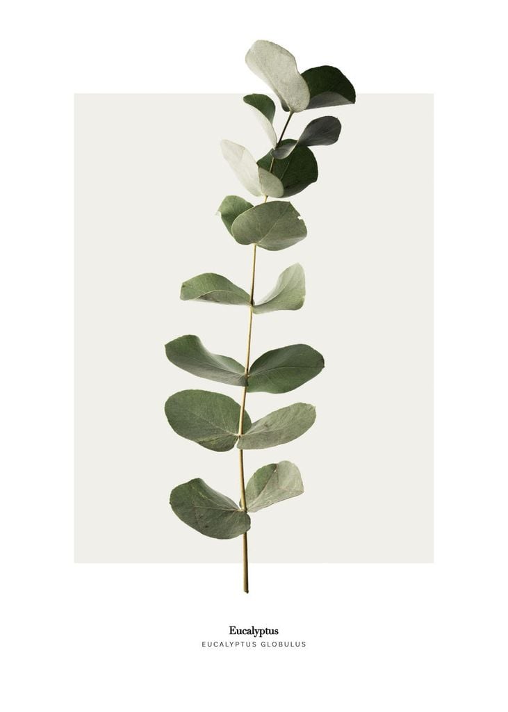 Plakat - Eucalyptus 50x70 - Dear Sam
