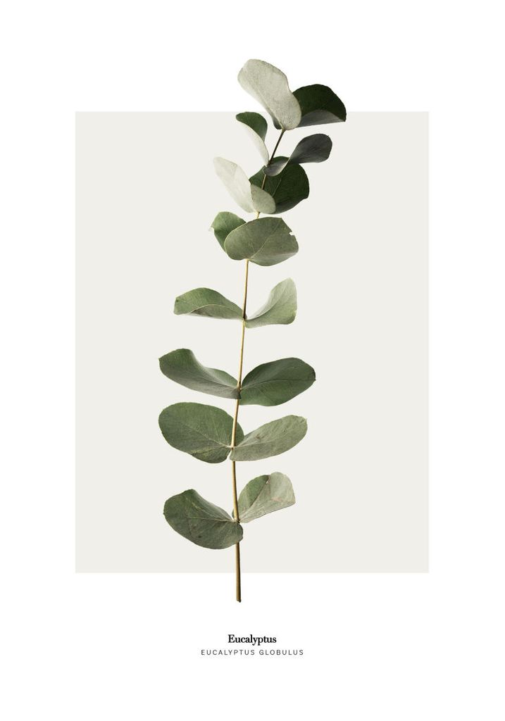 Plakat - Eucalyptus 70x100 - Dear Sam