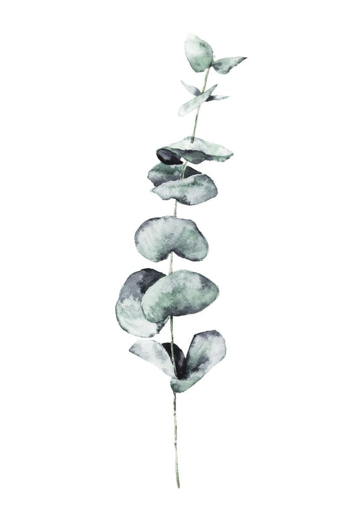 Plakat - Eucalyptus In Watercolor 21x30 - Dear Sam