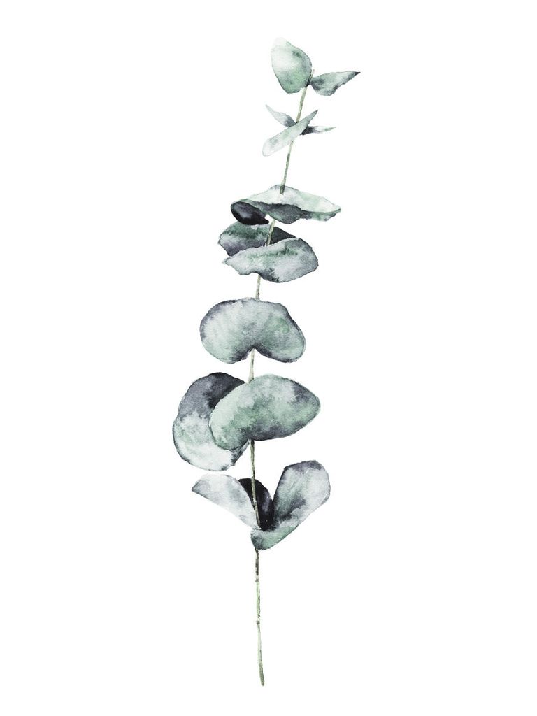 Plakat - Eucalyptus In Watercolor 30x40 - Dear Sam