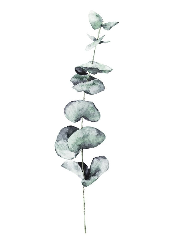 Plakat - Eucalyptus In Watercolor 50x70 - Dear Sam