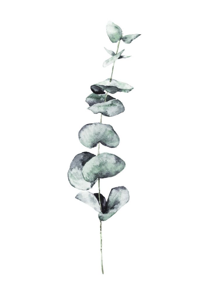 Plakat - Eucalyptus In Watercolor 70x100 - Dear Sam