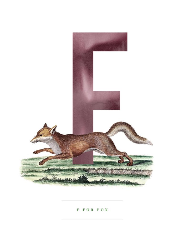 Poster - F For Fox 30x40 - Dear Sam