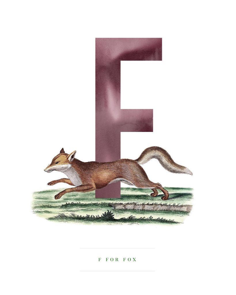 Poster - F For Fox 40x50 - Dear Sam