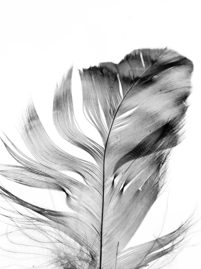 Plakat - Feather 30x40 - Dear Sam