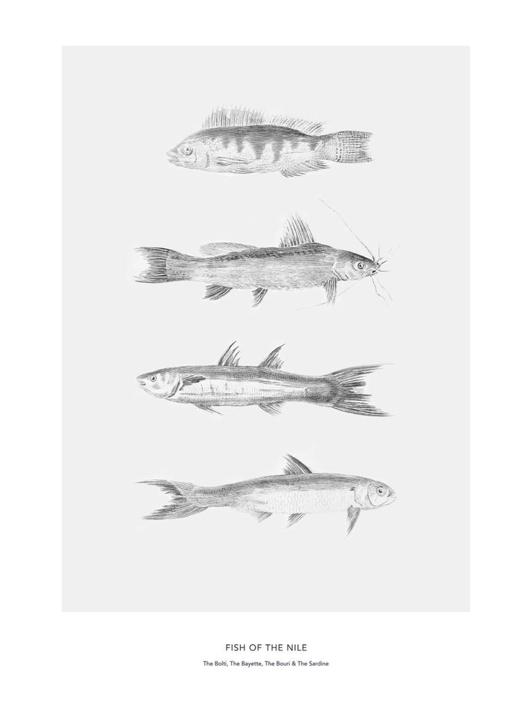 Poster - Fish Of The Nile 30x40 - Dear Sam
