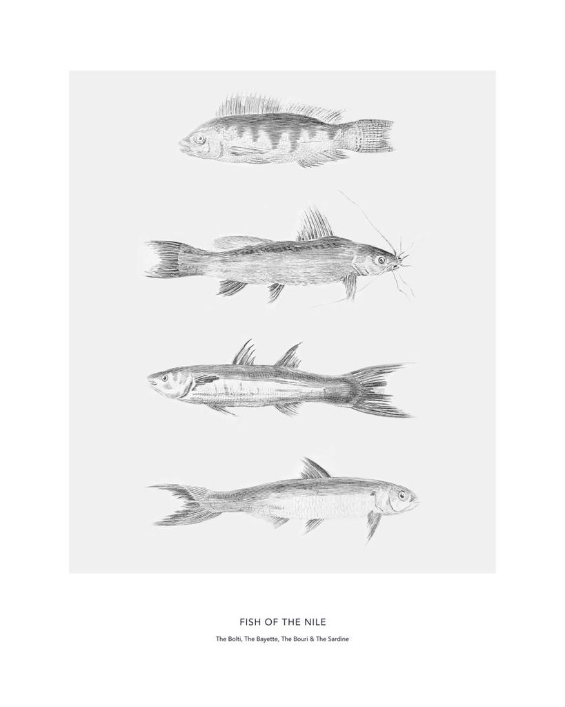 Poster - Fish Of The Nile 40x50 - Dear Sam