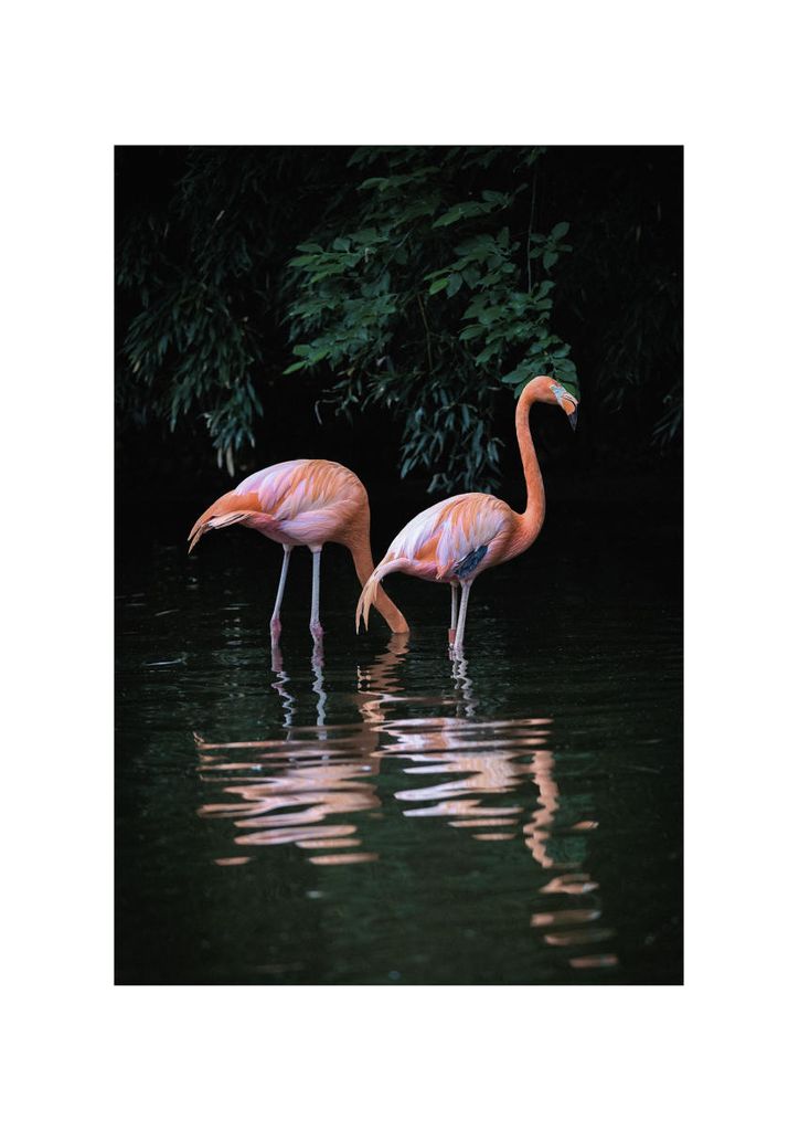 Poster - Flamingo Couple 21x30 - Dear Sam