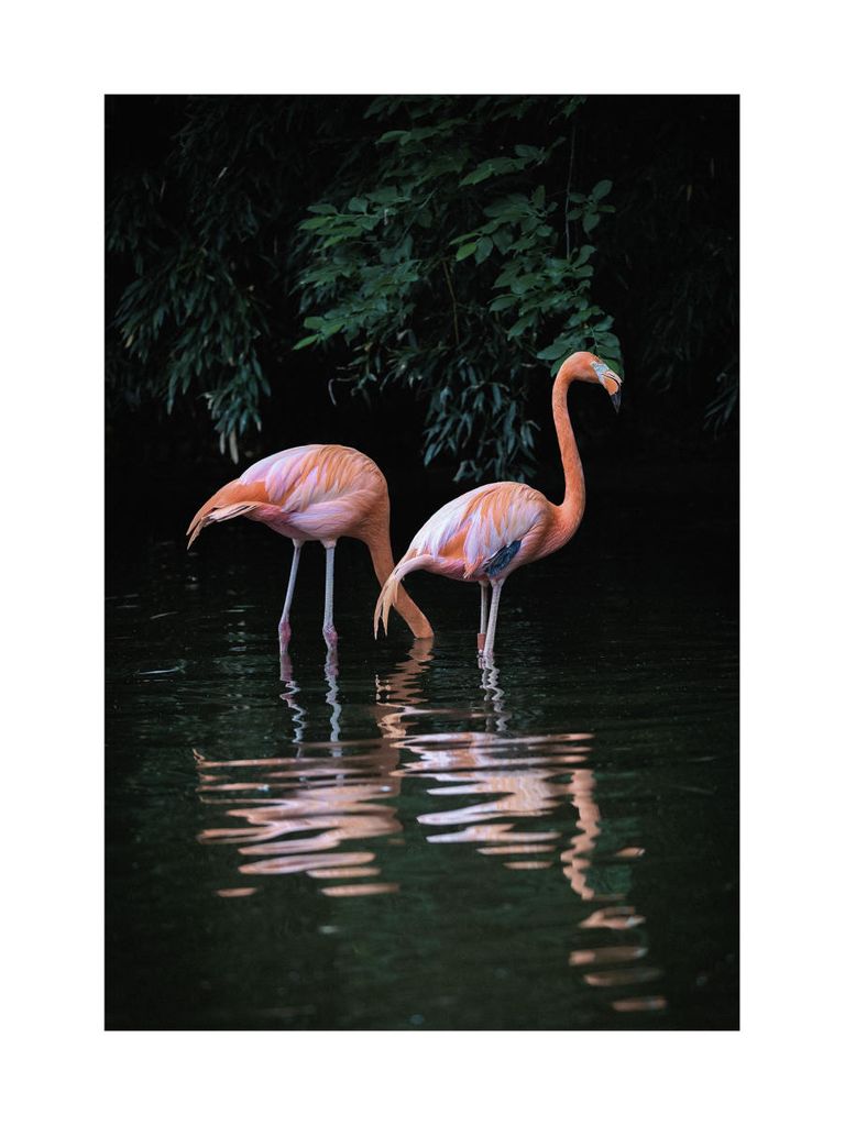 Poster - Flamingo Couple 30x40 - Dear Sam