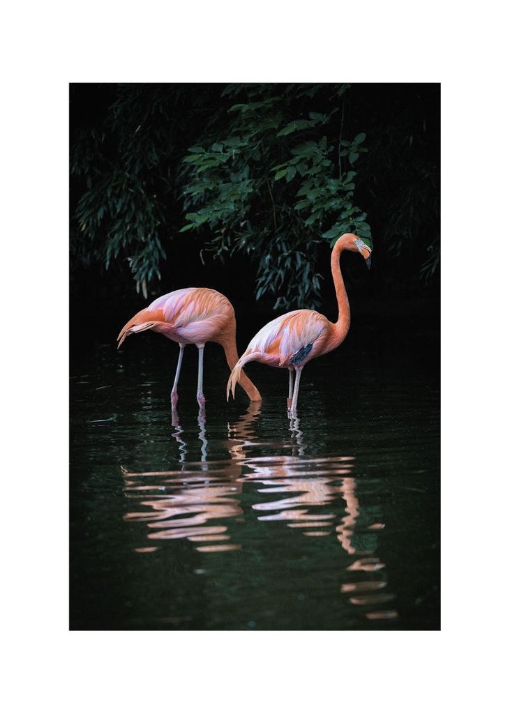 Poster - Flamingo Couple 50x70 - Dear Sam
