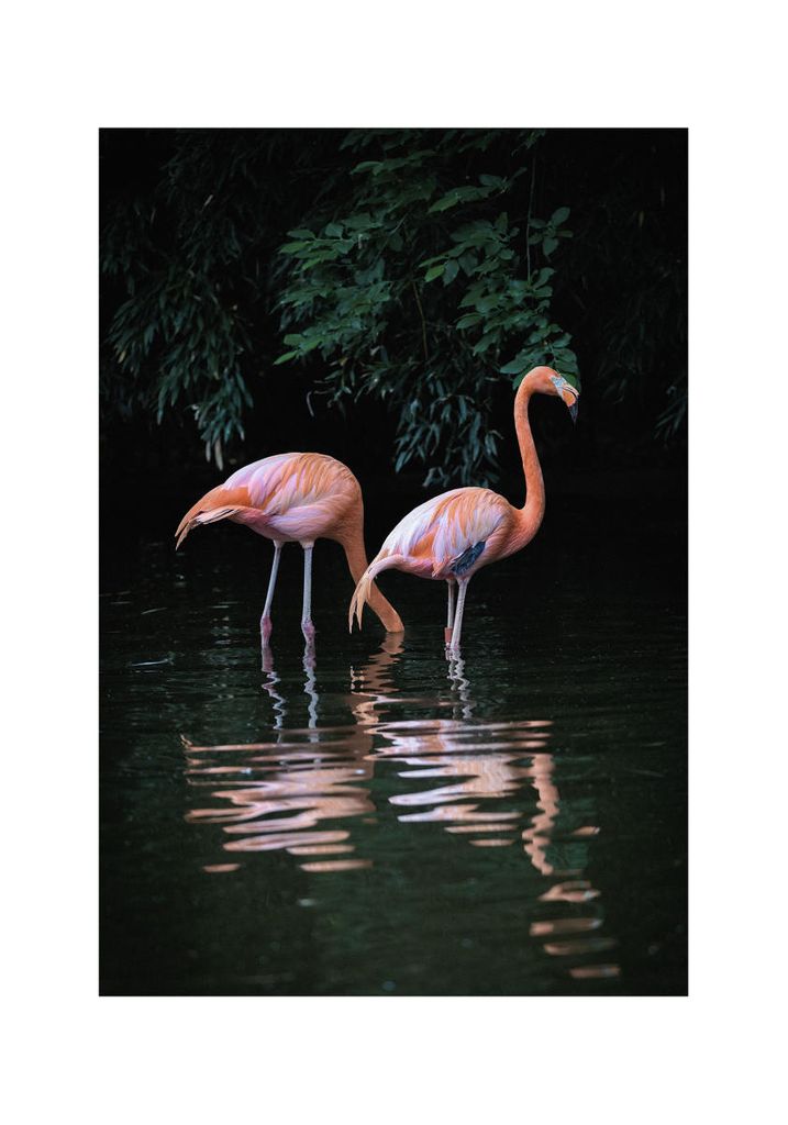 Poster - Flamingo Couple 70x100 - Dear Sam