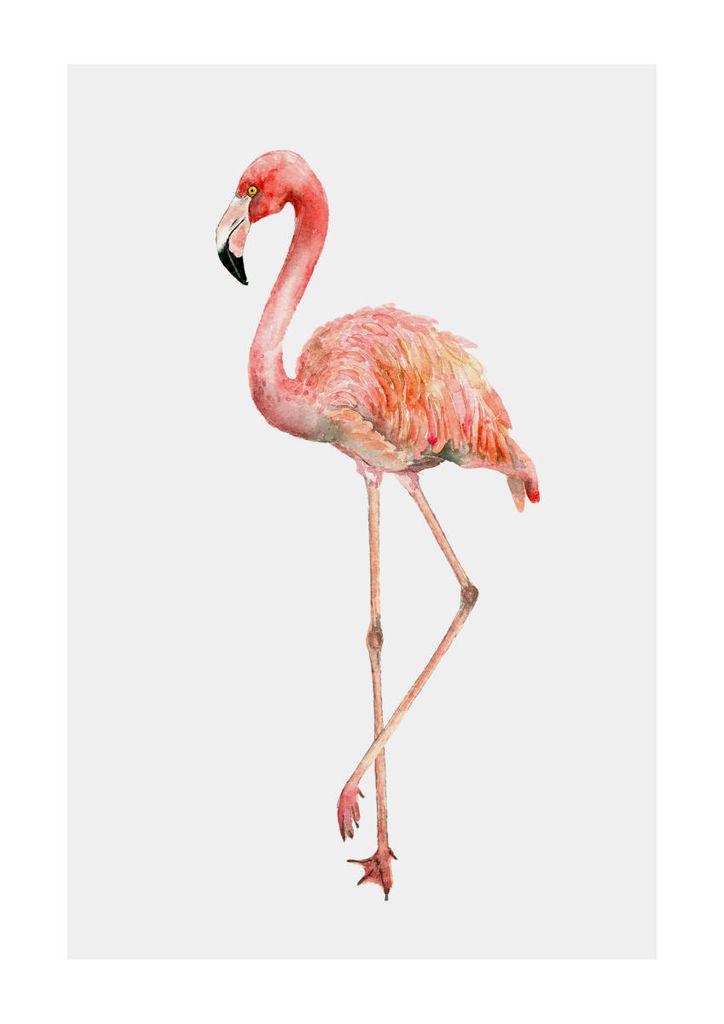 Poster - Flamingo In Watercolor 21x30 - Dear Sam