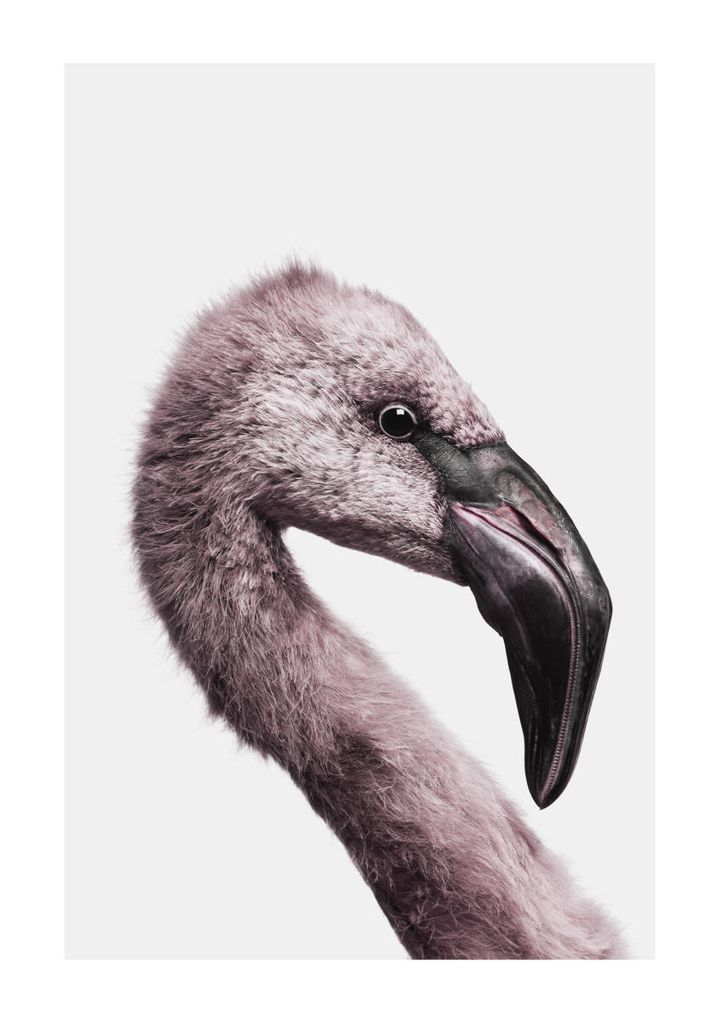 Poster - Flamingo Portrait 21x30 - Dear Sam
