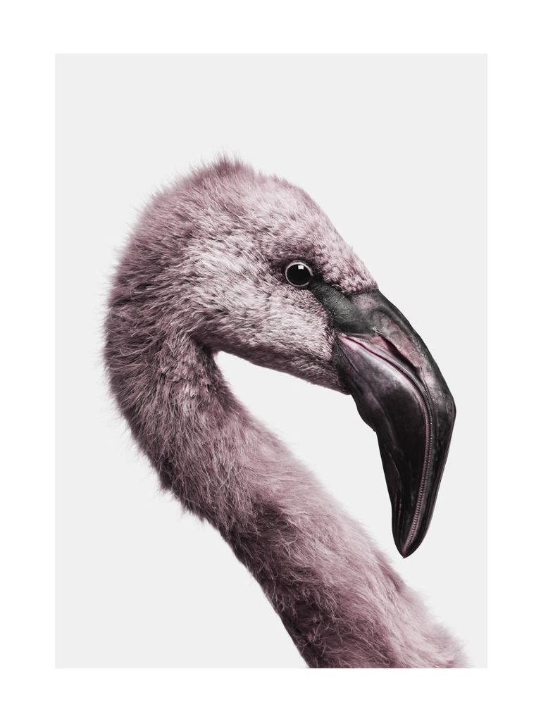 Poster - Flamingo Portrait 30x40 - Dear Sam