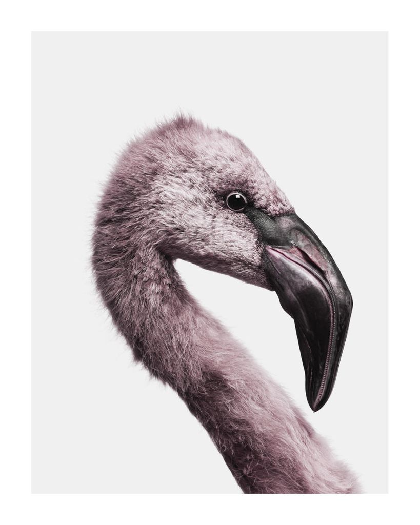 Poster - Flamingo Portrait 40x50 - Dear Sam