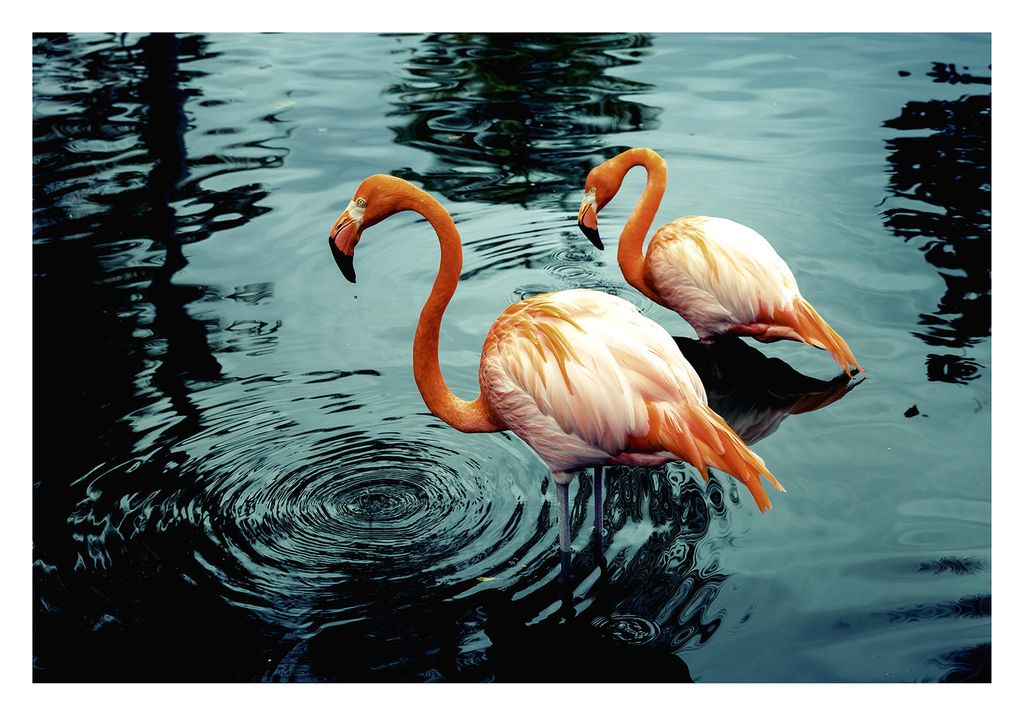 Poster - Flamingos In Water 100x70 - Dear Sam