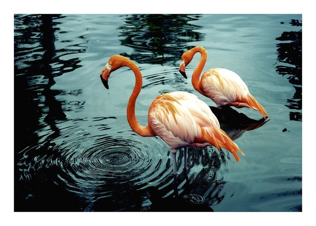 Poster - Flamingos In Water 70x50 - Dear Sam