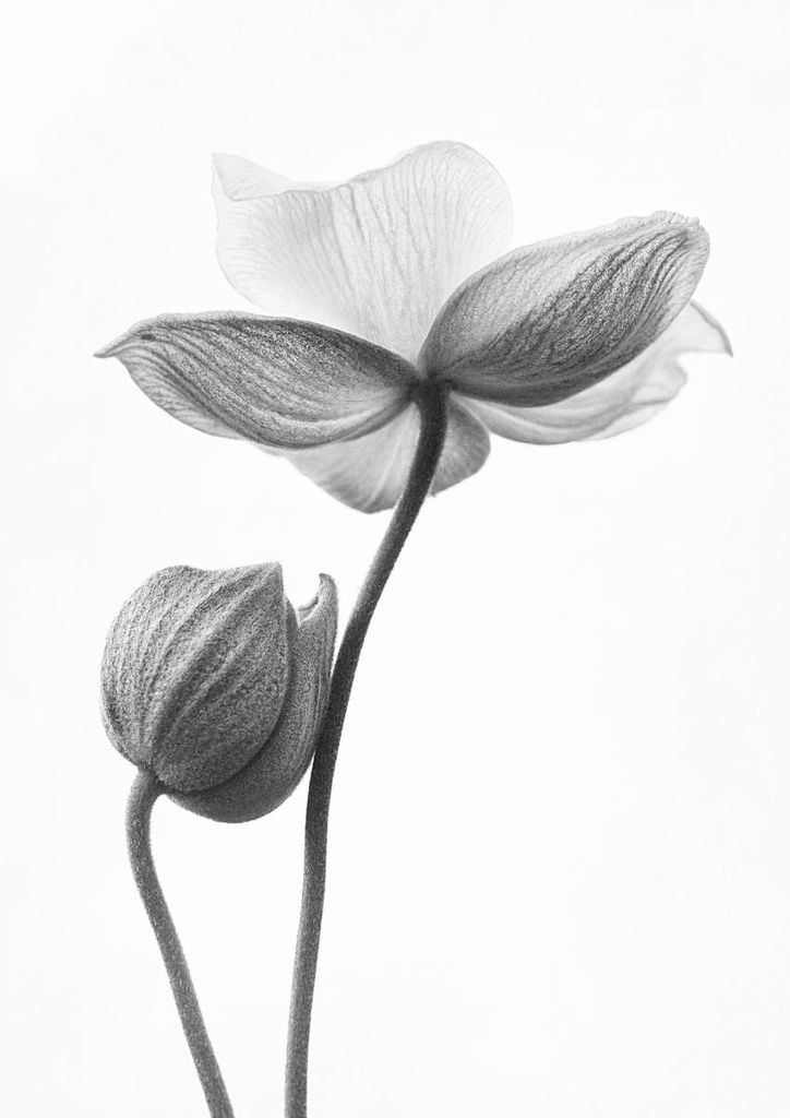 Poster - Flower Bud 21x30 - Dear Sam