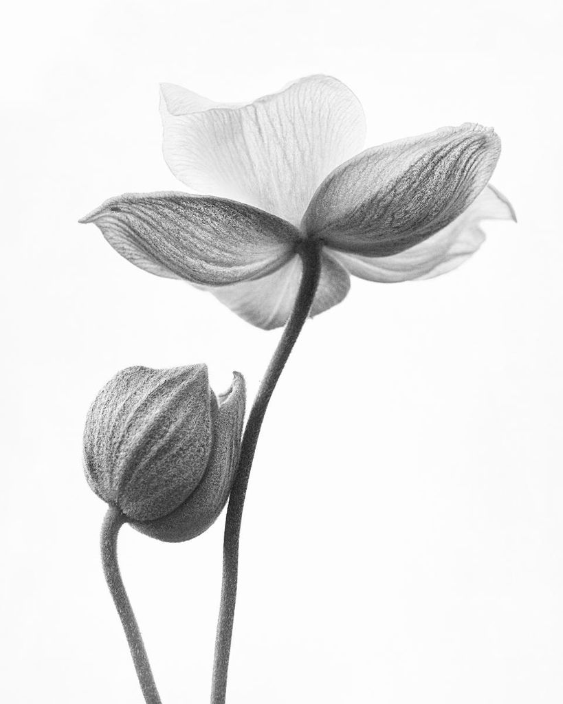 Poster - Flower Bud 40x50 - Dear Sam