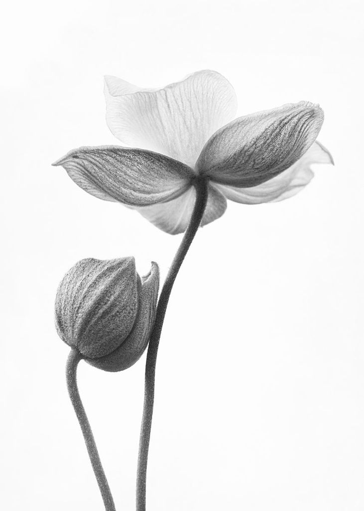 Poster - Flower Bud 50x70 - Dear Sam