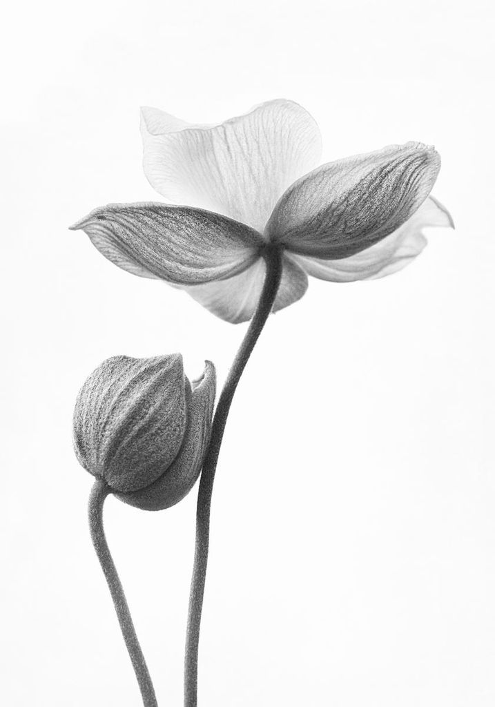 Poster - Flower Bud 70x100 - Dear Sam