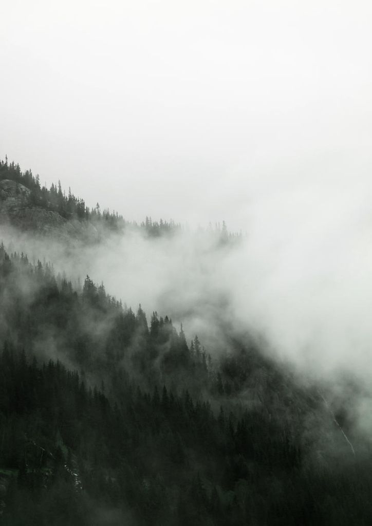 Poster - Fog Forest 21x30 - Dear Sam