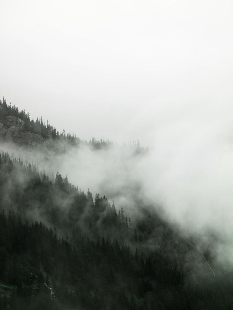 Poster - Fog Forest 30x40 - Dear Sam