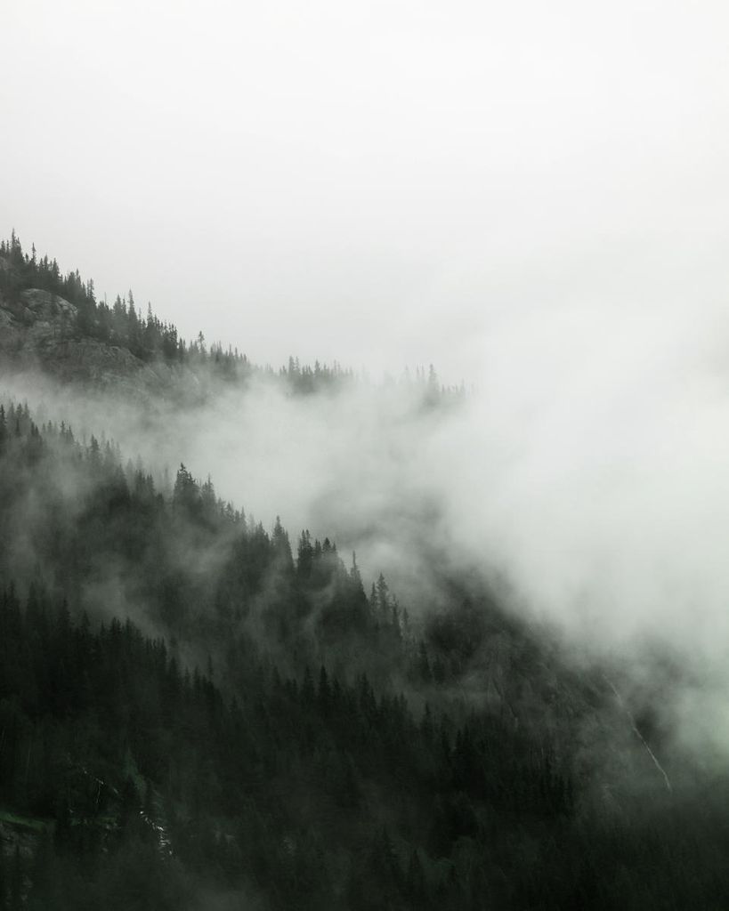 Poster - Fog Forest 40x50 - Dear Sam