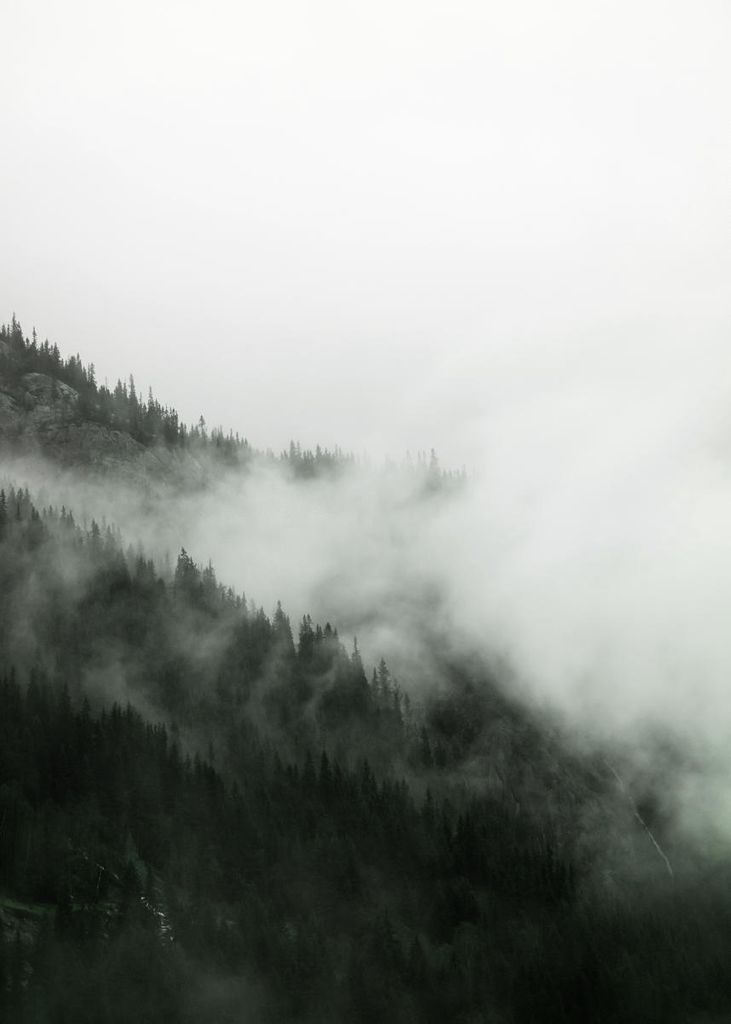Poster - Fog Forest 50x70 - Dear Sam