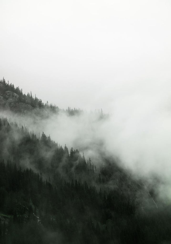 Poster - Fog Forest 70x100 - Dear Sam