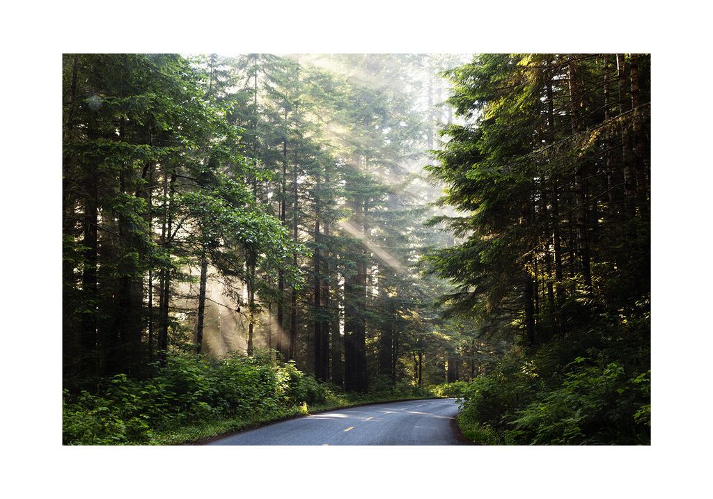 Poster - Forest Road 100x70 - Dear Sam