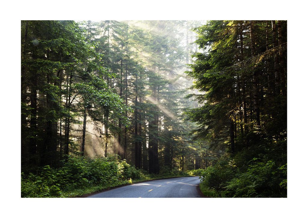 Poster - Forest Road 30x21 - Dear Sam