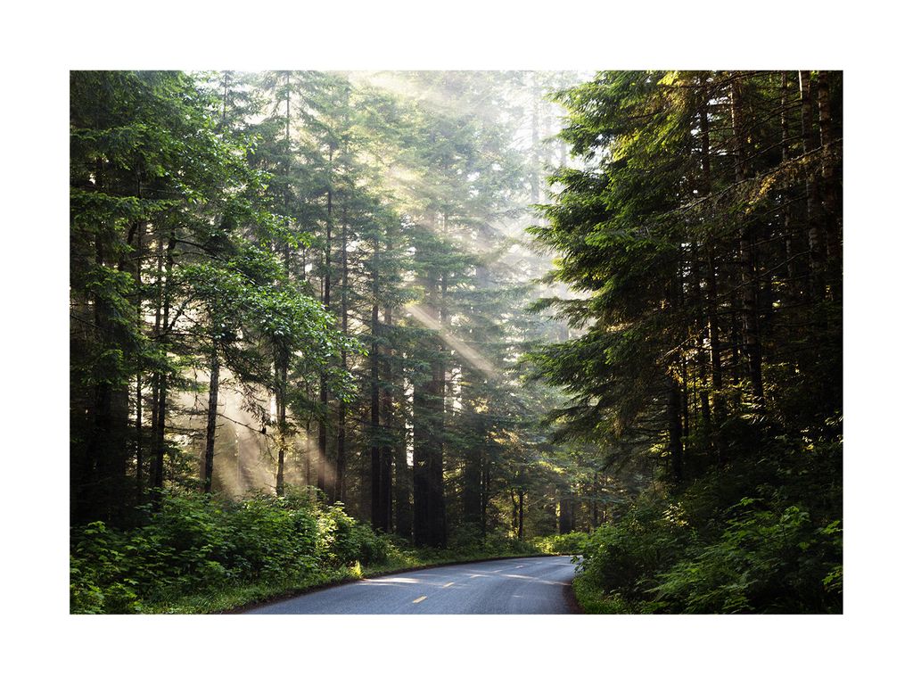 Poster - Forest Road 40x30 - Dear Sam