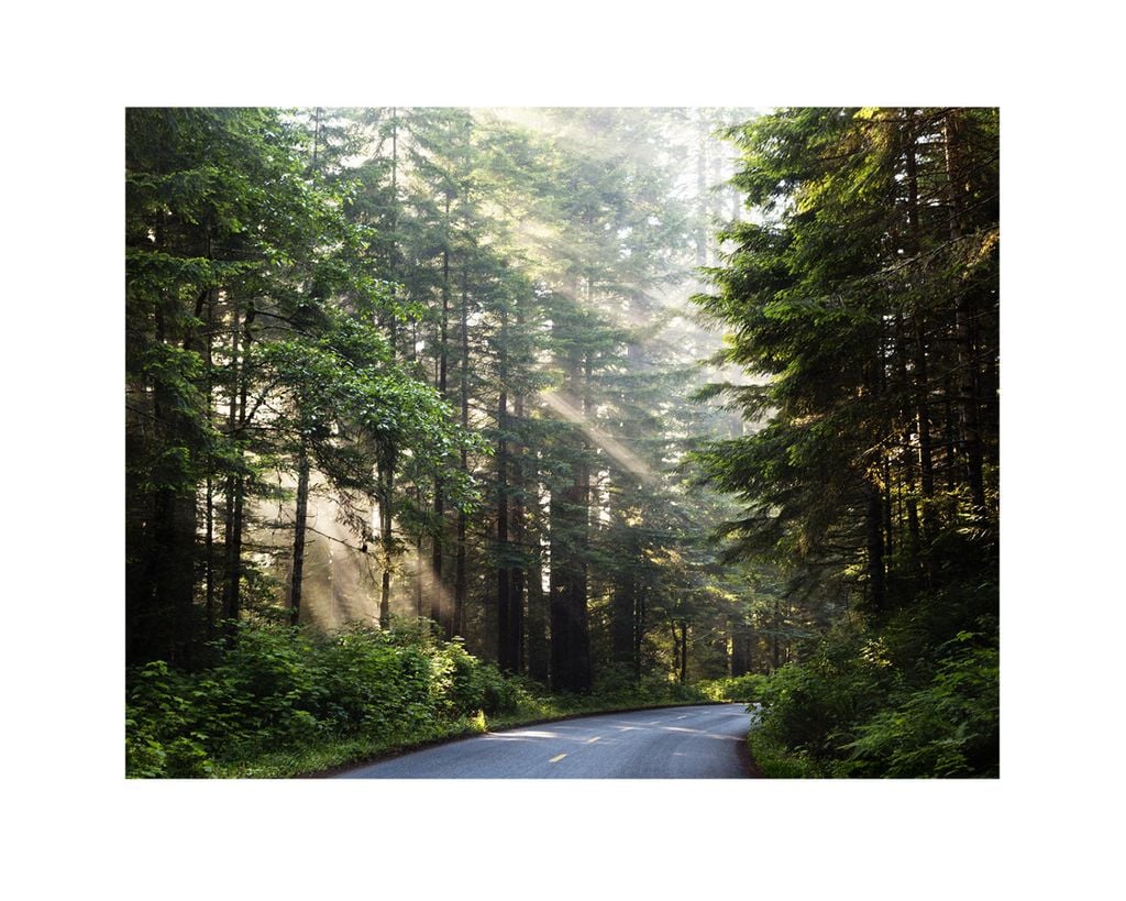 Poster - Forest Road 50x40 - Dear Sam