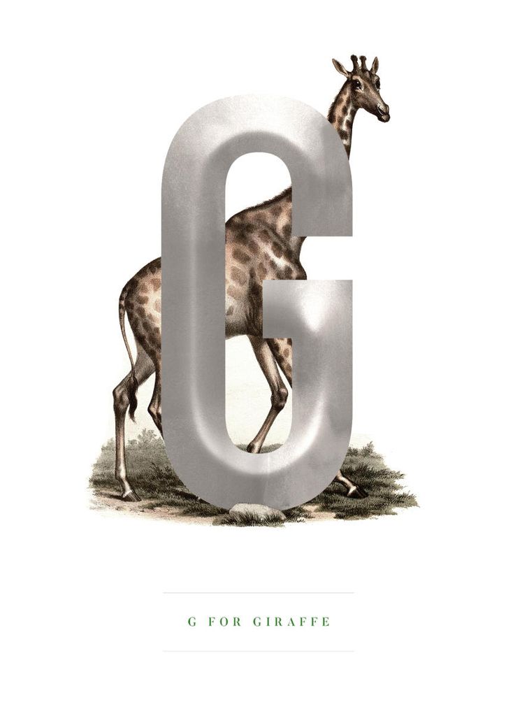 Poster - G For Giraffe 21x30 - Dear Sam