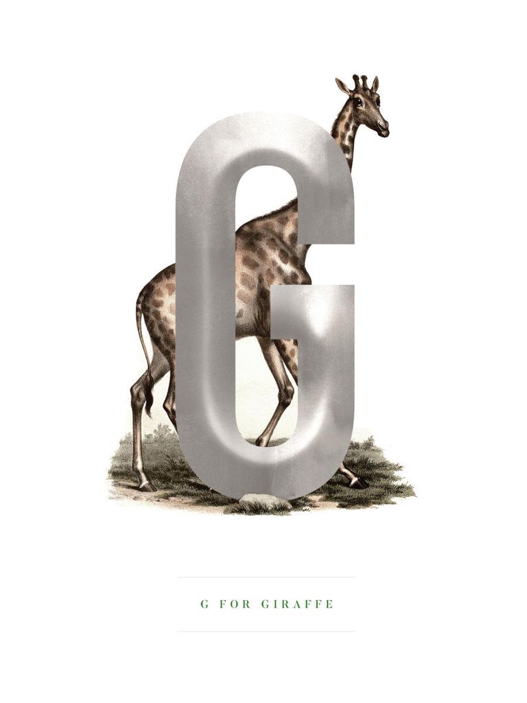 Poster - G For Giraffe 30x40 - Dear Sam