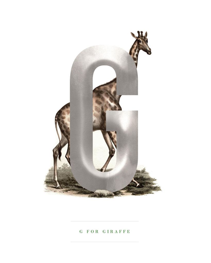 Poster - G For Giraffe 40x50 - Dear Sam