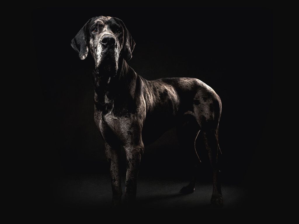 Poster - Grand Danois 40x30 - Dear Sam