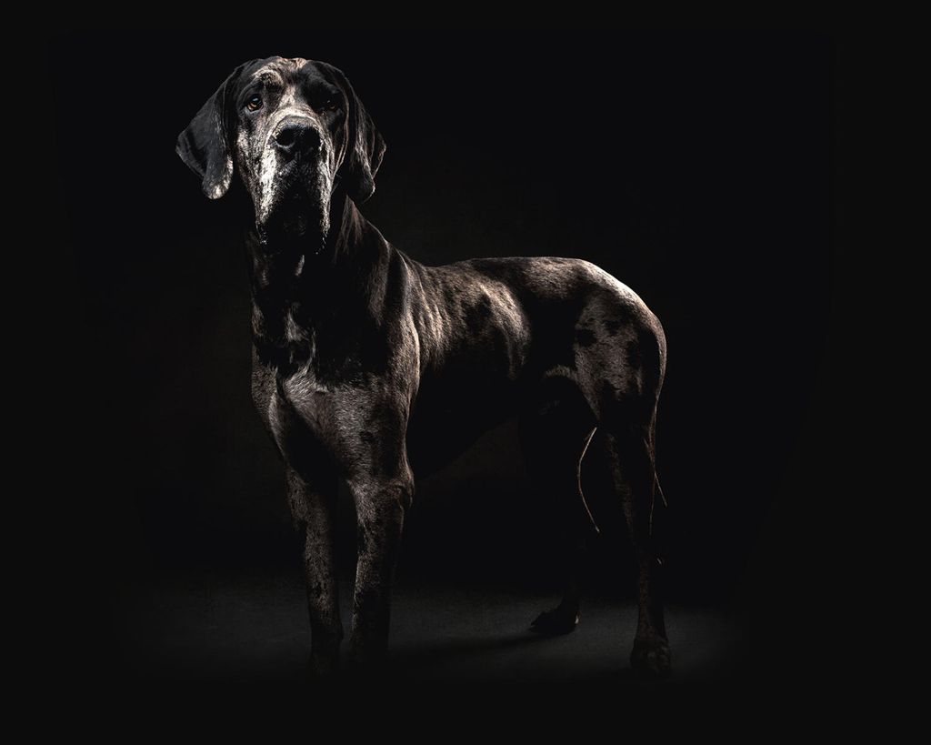 Poster - Grand Danois 50x40 - Dear Sam