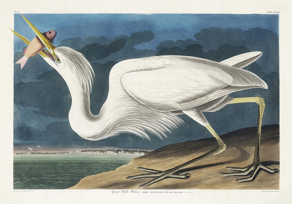 Plakat - Great White Heron By John James Audubon 100x70 - Dear Sam