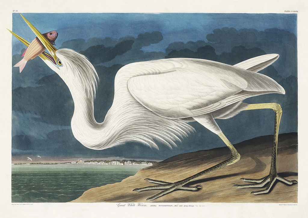 Plakat - Great White Heron By John James Audubon 30x21 - Dear Sam