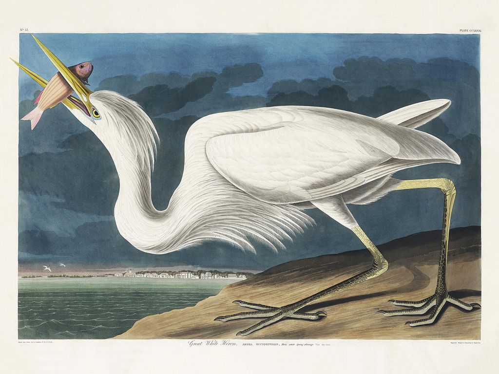 Plakat - Great White Heron By John James Audubon 40x30 - Dear Sam