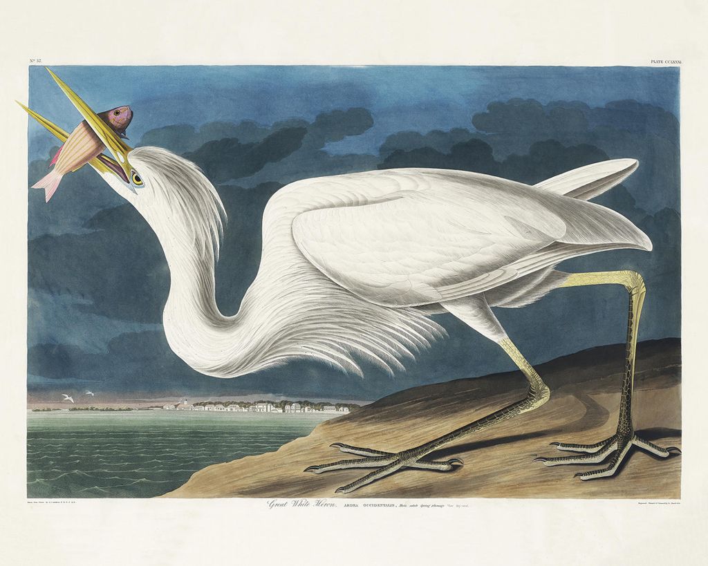 Plakat - Great White Heron By John James Audubon 50x40 - Dear Sam