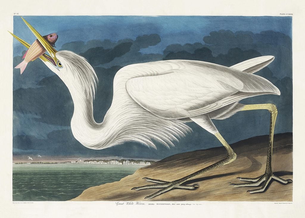 Plakat - Great White Heron By John James Audubon 70x50 - Dear Sam