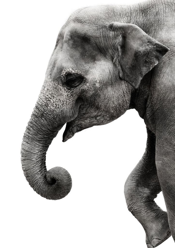 Poster - Happy Elephant 21x30 - Dear Sam