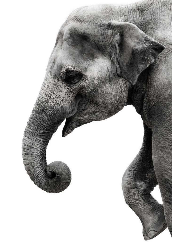 Poster - Happy Elephant 50x70 - Dear Sam