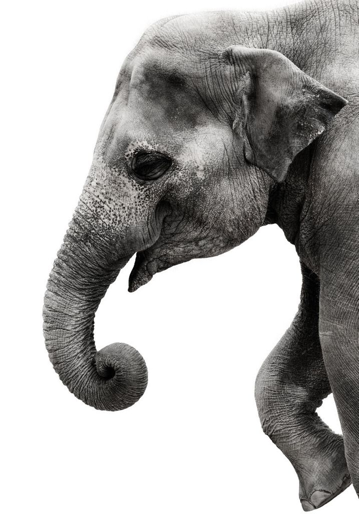 Poster - Happy Elephant 70x100 - Dear Sam