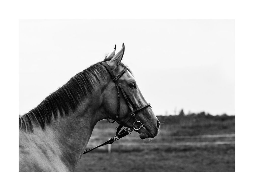 Poster - Horse And Horizon 40x30 - Dear Sam