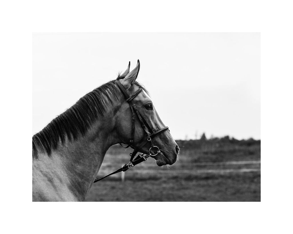 Poster - Horse And Horizon 50x40 - Dear Sam